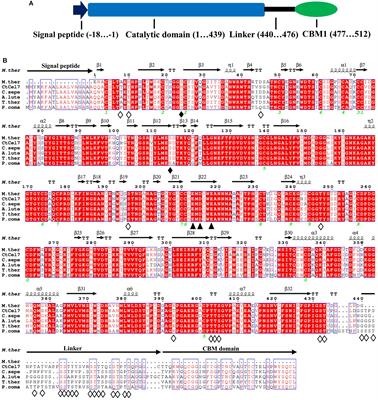 Identification and Characterization of a Novel Hyperthermostable Bifunctional Cellobiohydrolase- Xylanase Enzyme for Synergistic Effect With Commercial Cellulase on Pretreated Wheat Straw Degradation